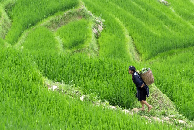 Terraced rice fields in Sapa Terraced rice fields in Sapa