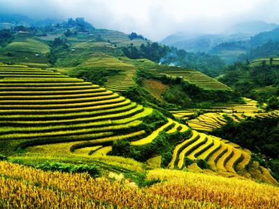 Rizières en terrasse à Sapa