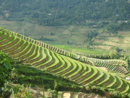 Le riz une semaine après le repiquage au village Ban Ho, Sapa Le riz une semaine après le repiquage au village Ban Ho, Sapa