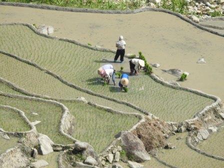 Repiquez le riz au village Ta Van, Sapa Repiquez le riz au village Ta Van, Sapa