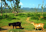 Cuc Phuong National Park, Ninh Binh Province, Vietnam Cuc Phuong National Park, Ninh Binh Province, Vietnam