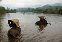 Elephant ride in Luang Prabang, Laos Ride an elephant in Luang Prabang, Laos