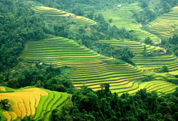 Lao Chai, Ta Van village, Sapa Rice fields on terrace in Sapa
