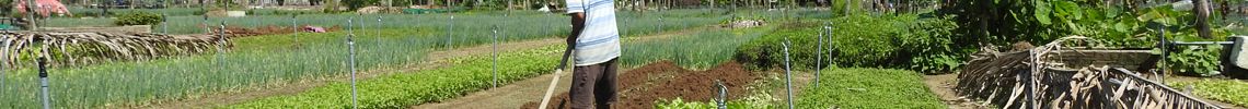 Hoian Cycling, Farming, Cooking 