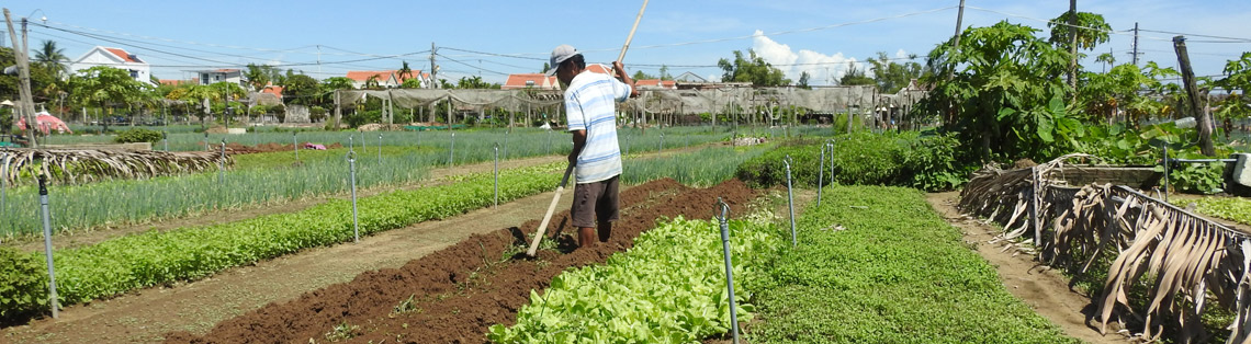 Hoian Cycling, Farming, Cooking 